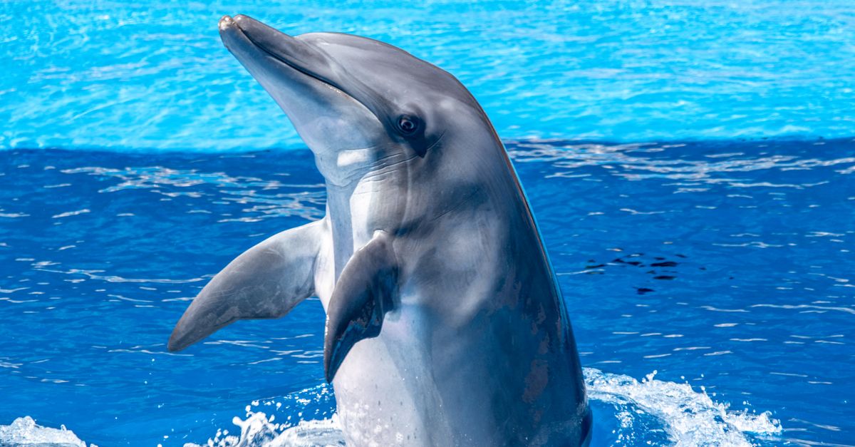 A bottlenose dolphin playfully emerges from the ocean, showcasing its natural grace.