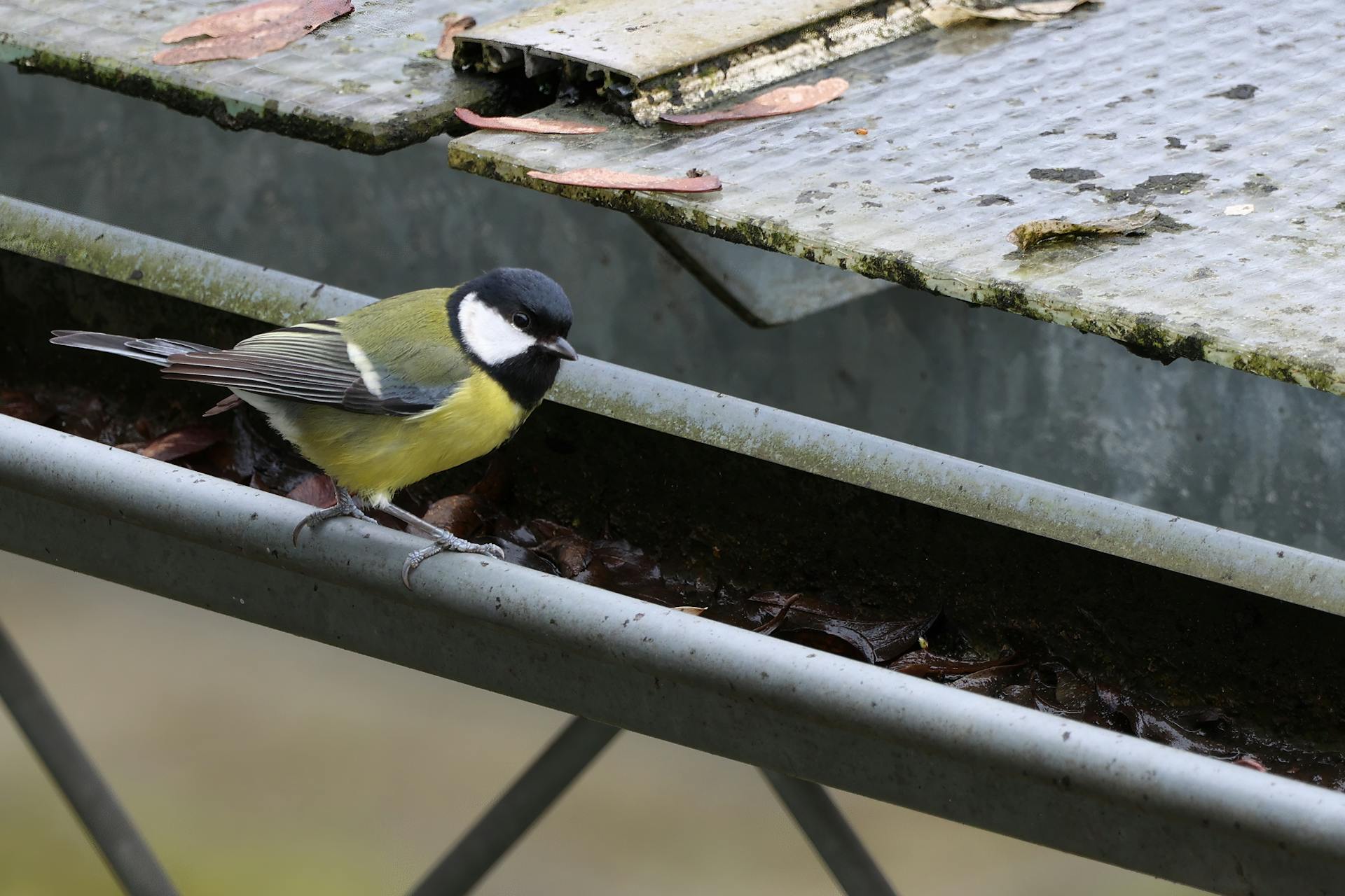 A great tit (Parus major) perched outdoors on a metal roof gutter in Leipzig, Germany.