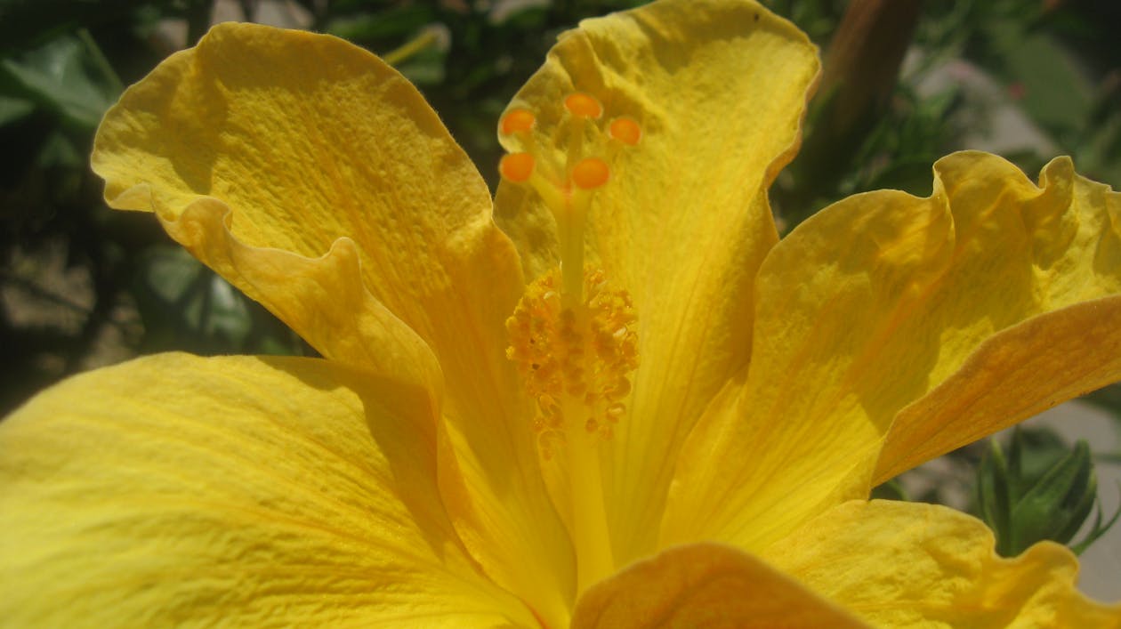 花, 黃色 的 免费素材图片