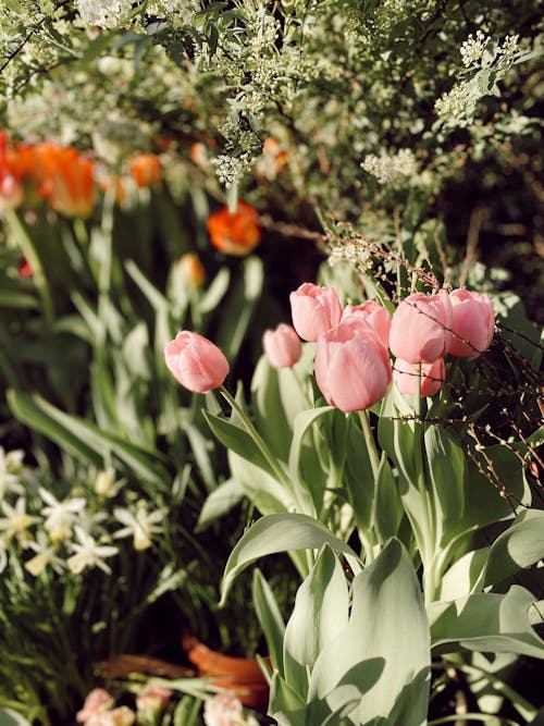 A Pink Tulips with Green Leaves in Full Bloom