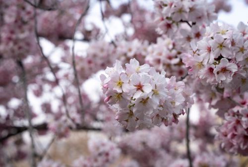 Free Beautiful cherry blossoms in full bloom captured up-close in Los Angeles during spring. Stock Photo