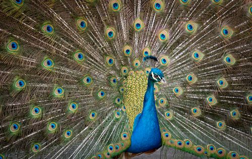 Free A stunning peacock showcases its vibrant plumage in Arcadia, CA. Stock Photo