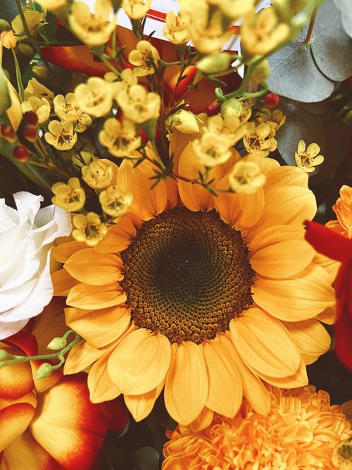 Free Close-up of a vibrant sunflower surrounded by yellow and white flowers, capturing the beauty of nature. Stock Photo
