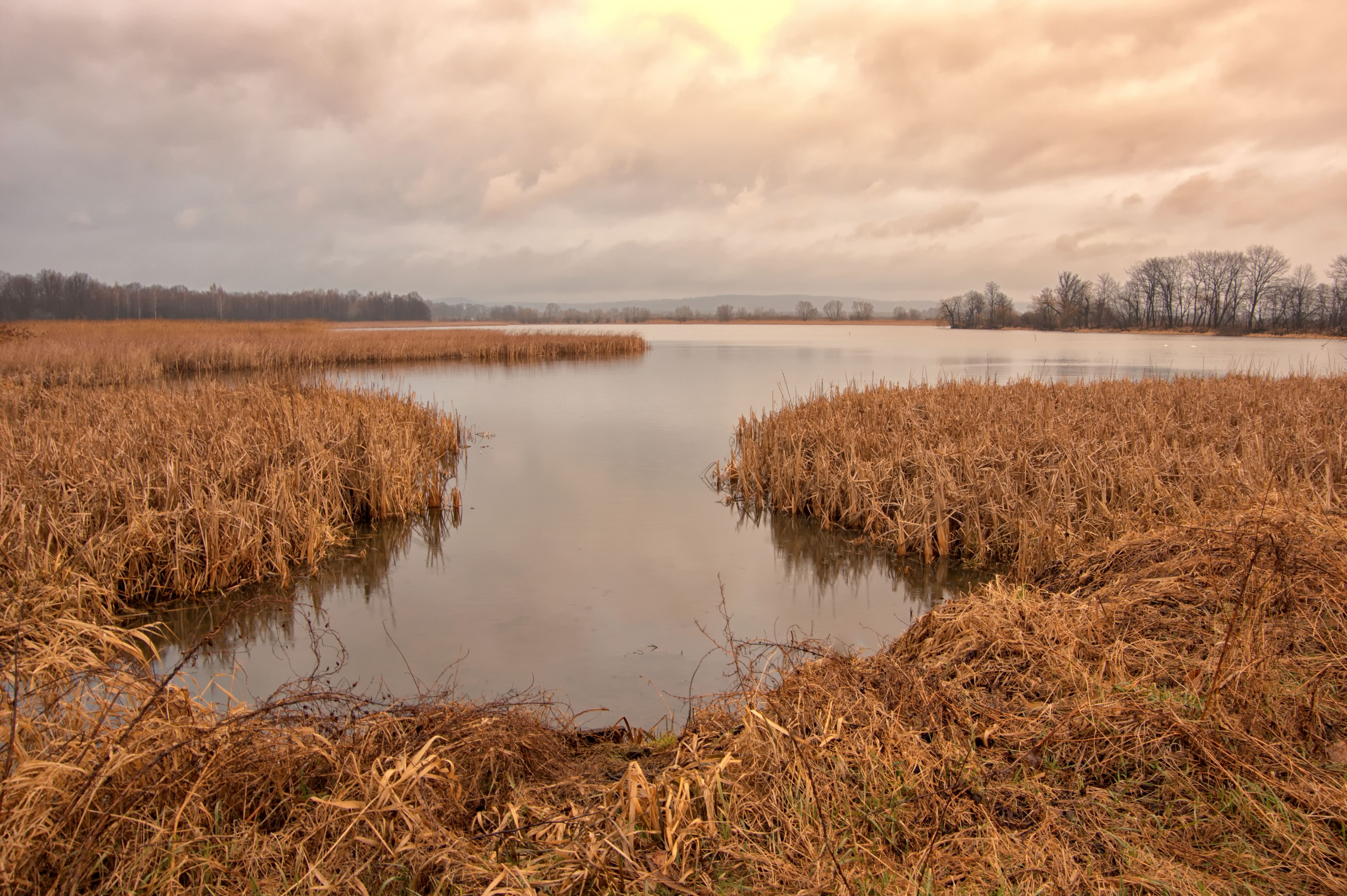 Marsh Reed Swamp Photo · Free Stock Photo