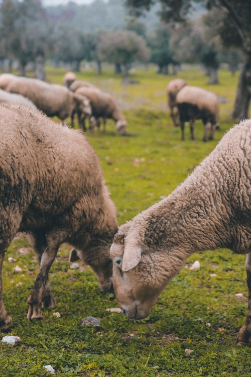 Free A flock of sheep grazing peacefully on a lush green meadow in a serene outdoor setting. Stock Photo