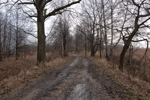 Ilmainen kuvapankkikuva tunnisteilla luonto, metsä, paljaat puut