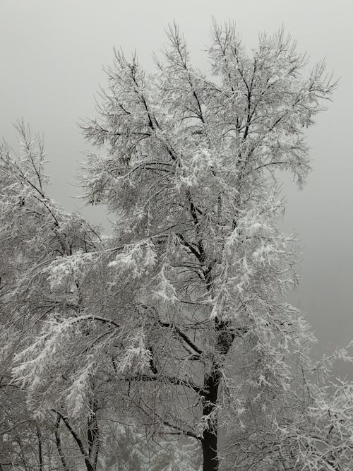 Foto profissional grátis de árvore, com frio, fechar-se