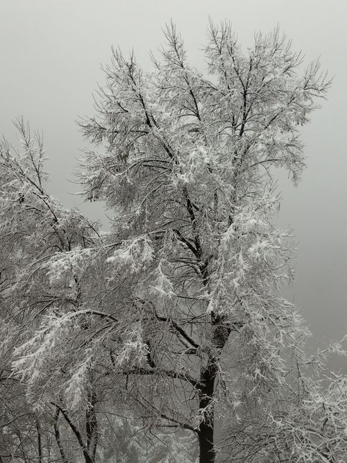 Free A serene winter landscape featuring snow-laden trees enveloped in fog. Stock Photo