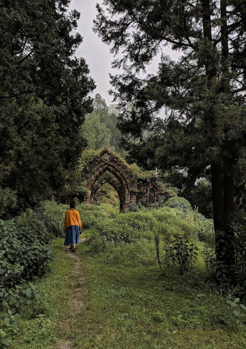 Immagine gratuita di alberi, camminando, da solo