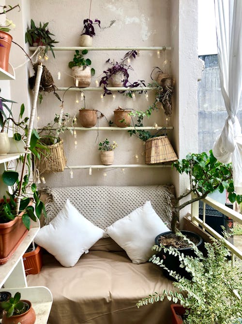 Indoors Plants on Shelves