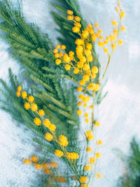 Bright yellow mimosa flowers beautifully arranged on green foliage, captivating nature photography.