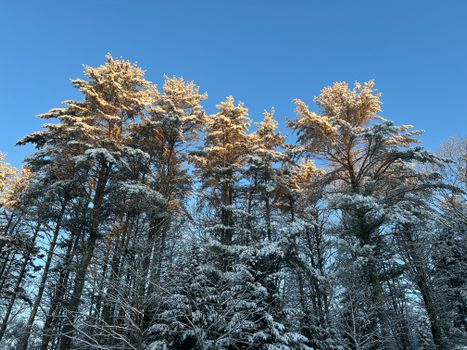 Snow-covered trees under a clear sky create a serene winter landscape.