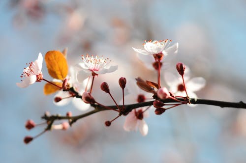 Бесплатное стоковое фото с белые цветы, бутоны, весенние цветы