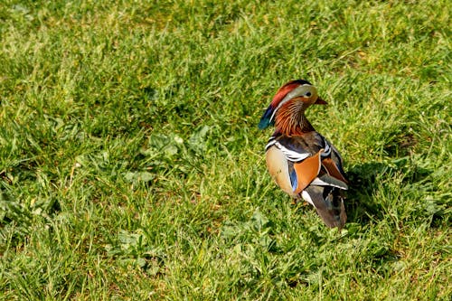 Mandarin Duckling on Grass 