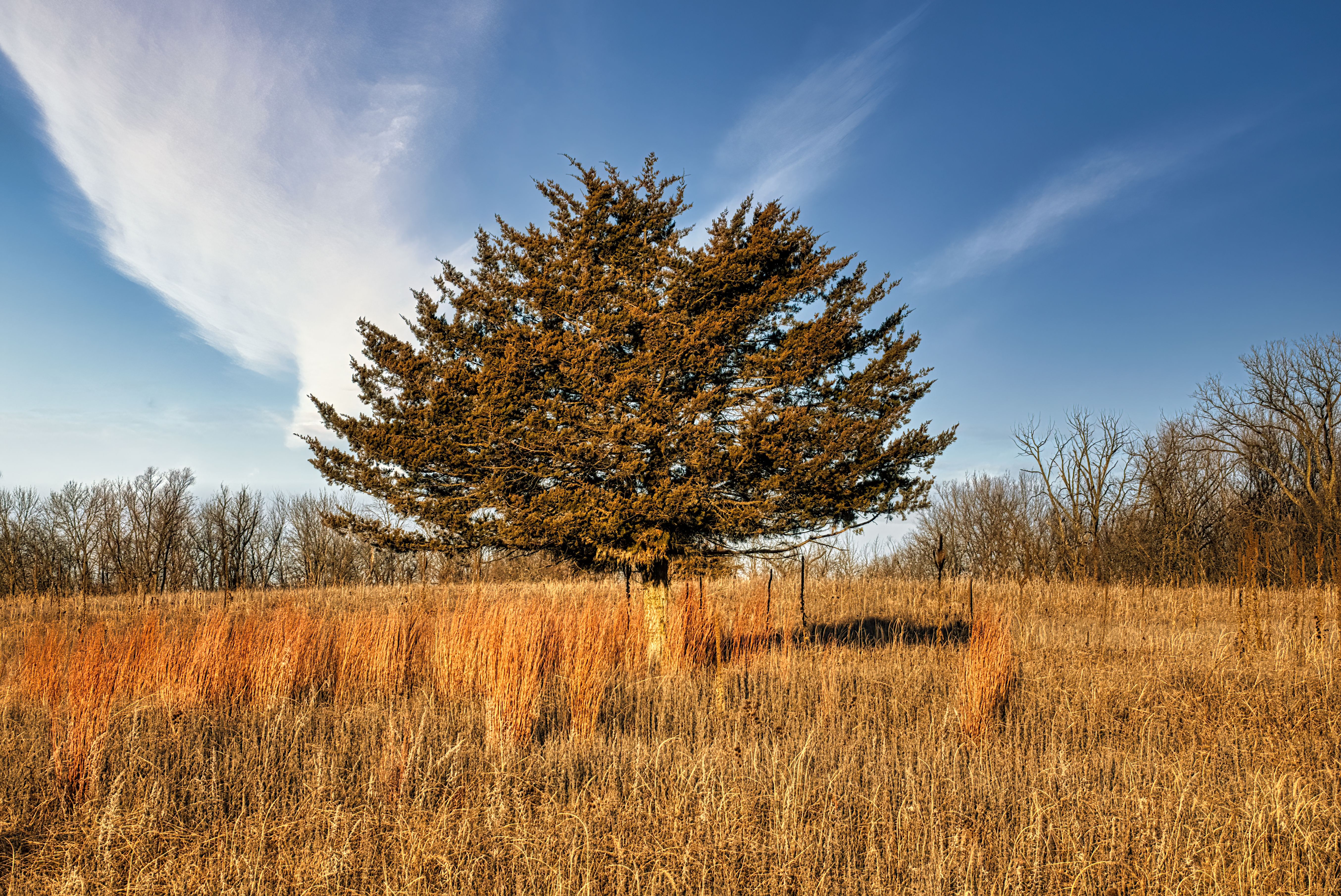 A Tree Under the Blue Sky · Free Stock Photo