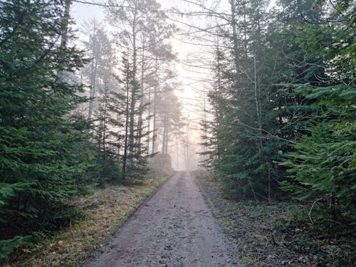 A Pathway Between Green Trees in the Forest