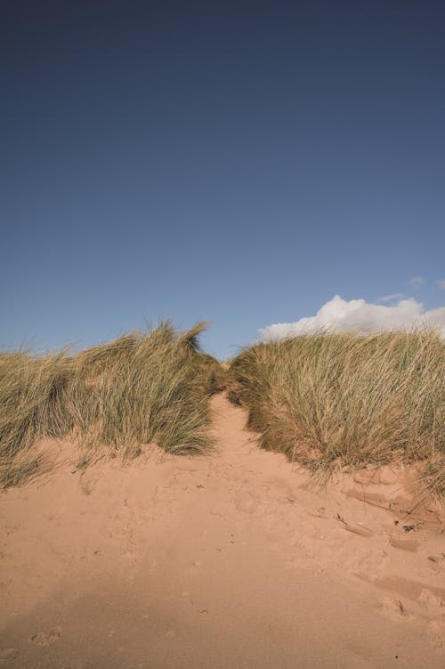 grátis Foto profissional grátis de areia, campo de grama, céu azul Foto profissional