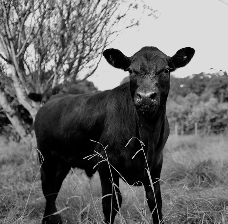 Cow In Field