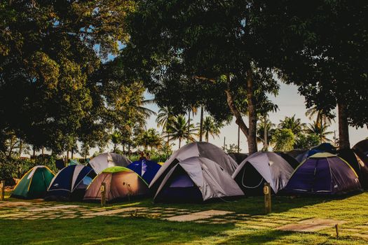 Peaceful campsite featuring multiple tents set up under lush, tall trees during a sunny day.