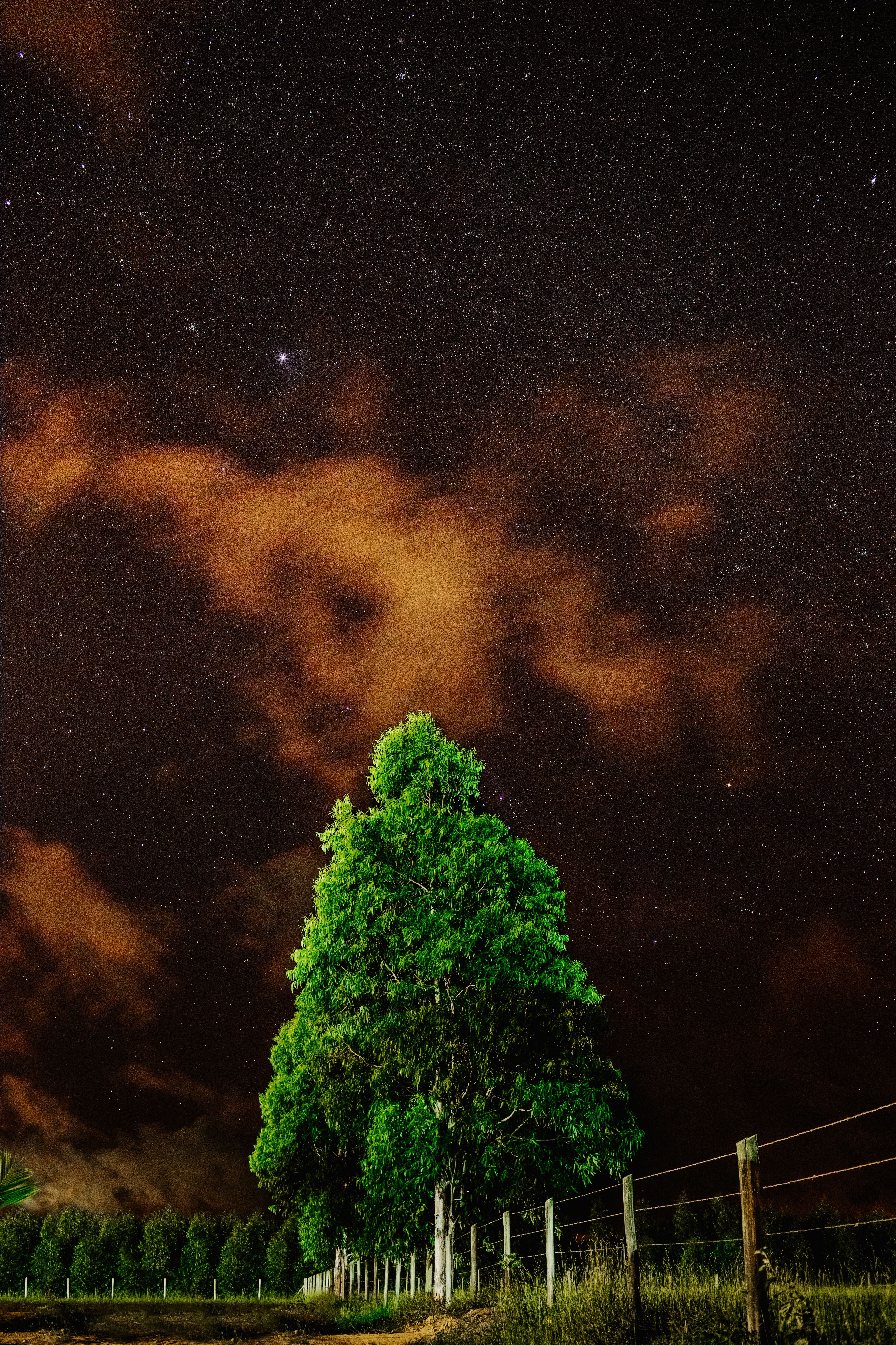 Green Trees Under Beautiful Night Sky · Free Stock Photo