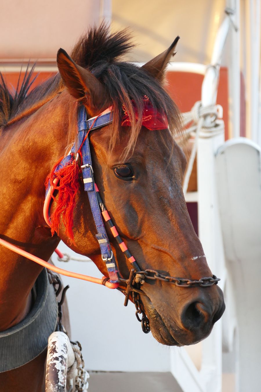 Chestnut thoroughbred