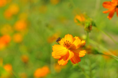 Close-up Photo of a Bee on Yellow Flower