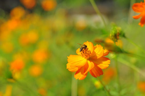 Free A Bee Pollinating on a Blooming Flower Stock Photo