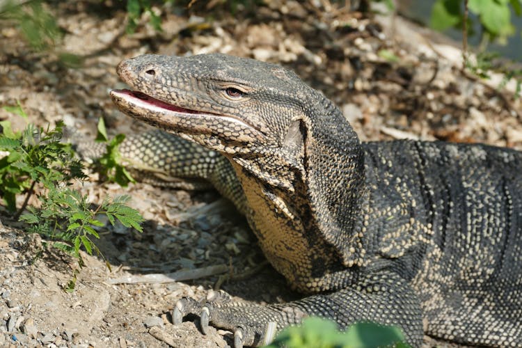 A Monitor Lizard On The Ground