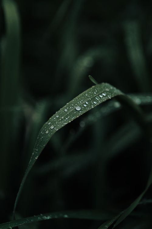Free Macro shot capturing dewdrops on a green leaf, showcasing nature's beauty. Stock Photo