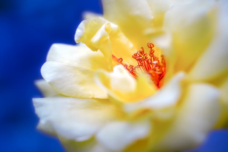 Petals Of Flower