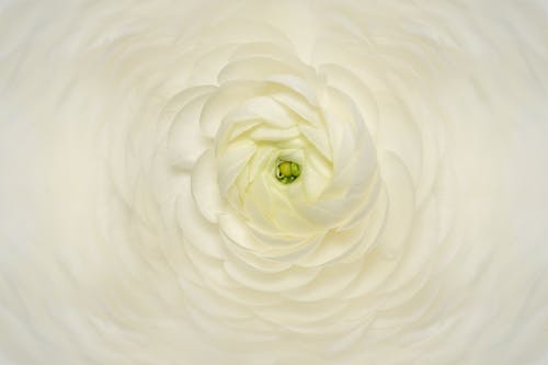 Бесплатное стоковое фото с белый, головка цветка, красота
