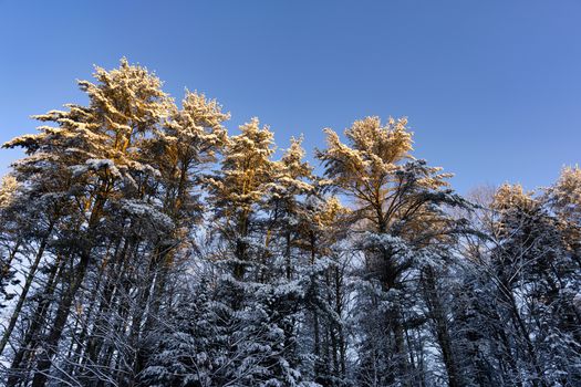 Captivating winter landscape with snow-covered pine trees under a clear blue sky.
