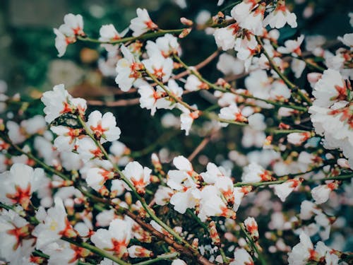 Безкоштовне стокове фото на тему «білі квіти, вродлива, гілки дерев»