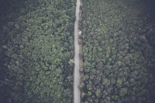 無料 森の航空写真 写真素材