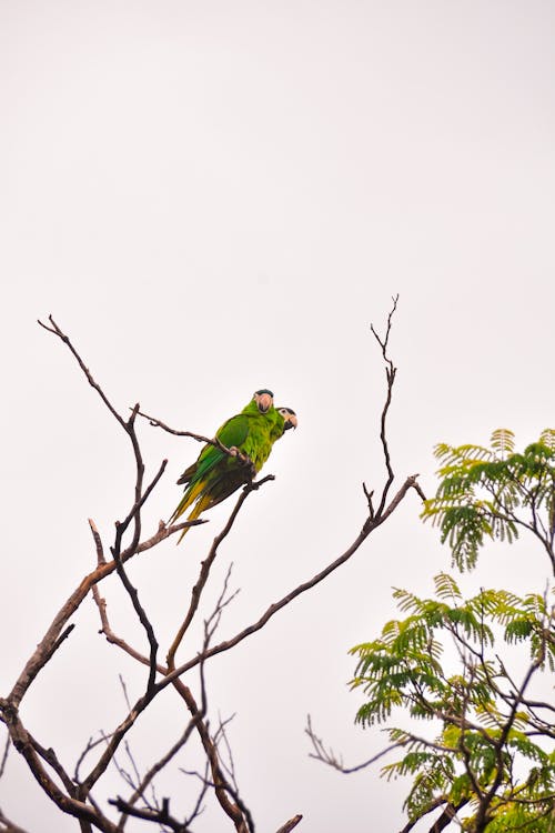 Green Birds Perched on Tree Branch