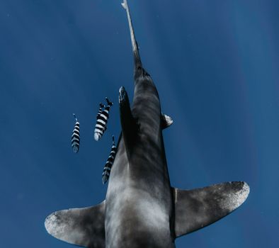 Dynamic underwater scene featuring a shark with striped fish in Kailua-Kona.