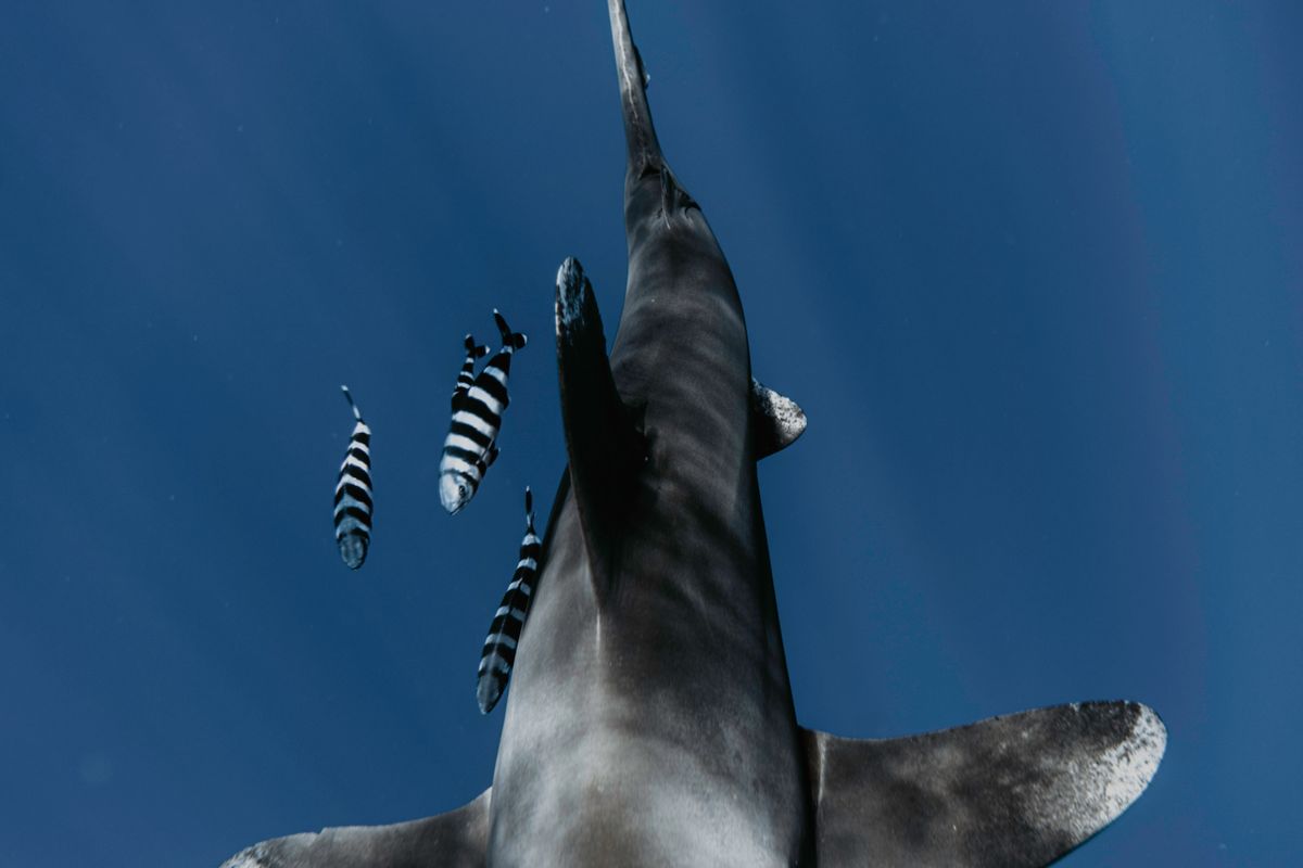 requin longimanus - 3. Alimentation, comportement et rôle dans l’écosystème