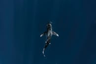 令人惊叹的空中镜头拍摄了一条鲨鱼在深海水域中滑行的画面