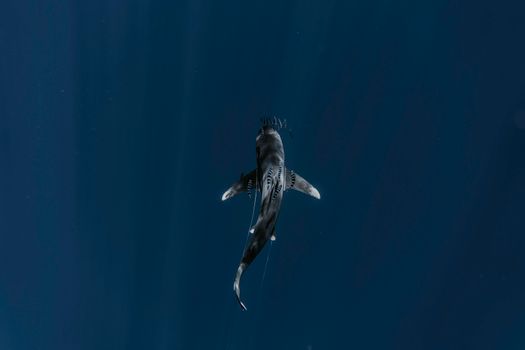 View of Shark in Pelagic Waters