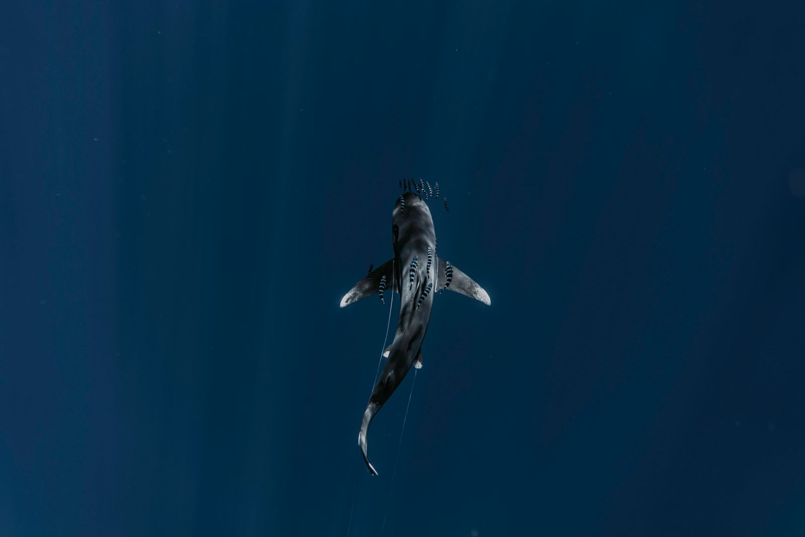 Shark gliding through pelagic waters