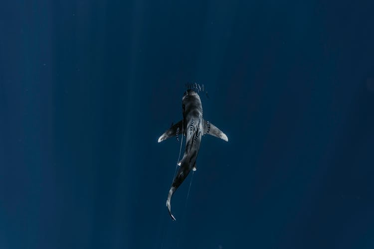 View Of Shark In Pelagic Waters