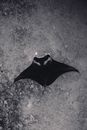 Aerial View of Manta Ray in Black and White