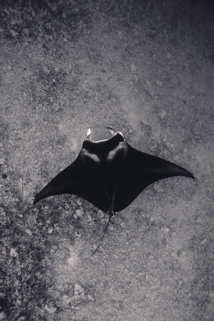 Aerial View Of Manta Ray In Black And White