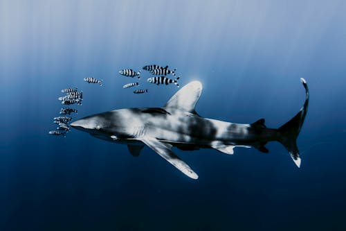Free Shark and School of Zebra Fish Underwater Stock Photo