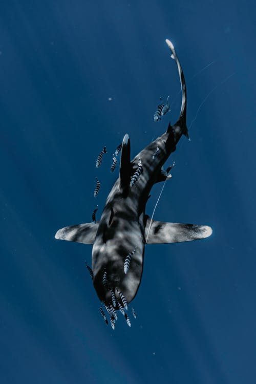 Free Vertical Shot of School of Zebra Fish and Shark Stock Photo