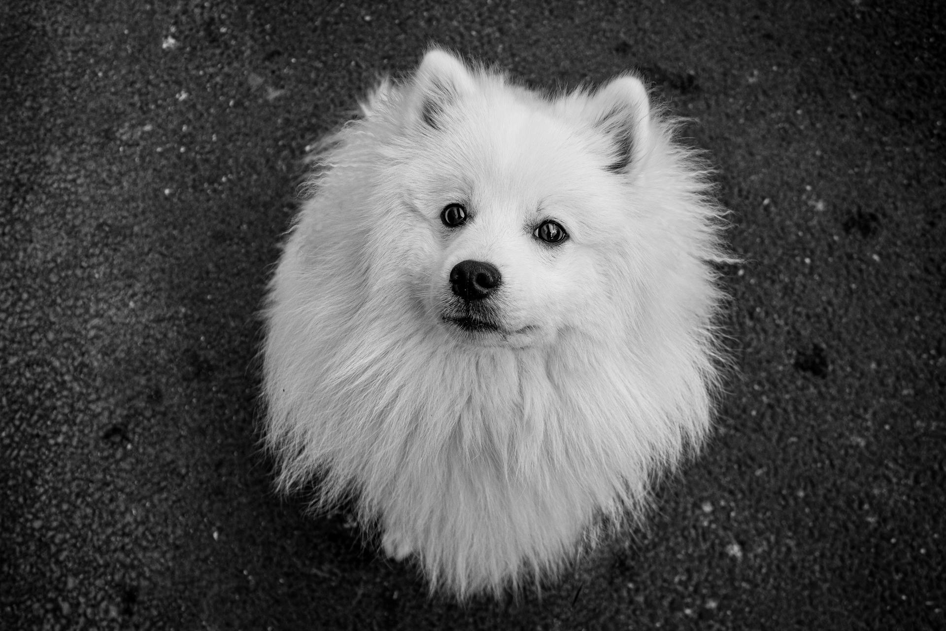 Japanese Spitz in Black and White Photo