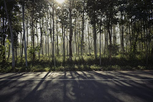 An Asphalt Road Near the Forest