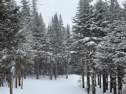 Бесплатное стоковое фото с вечнозеленый, деревья, зима