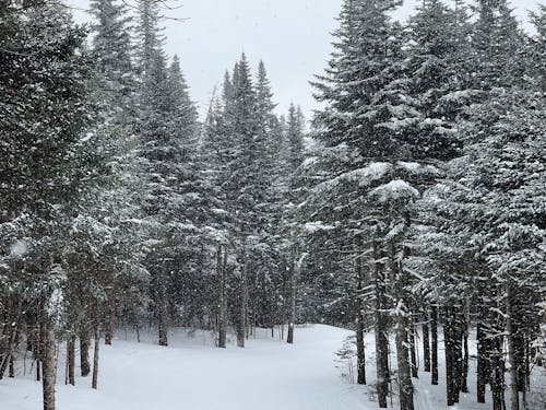 Snow Covered Trees in Grayscale Photography