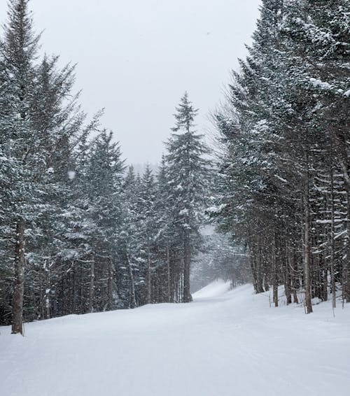 Základová fotografie zdarma na téma bílá obloha, krajina, pěstování